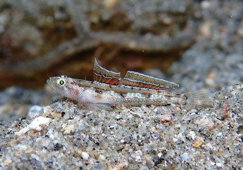 Grallenia
