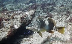 Serranus papilionaceus