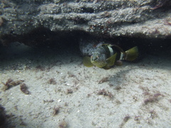 Serranus papilionaceus