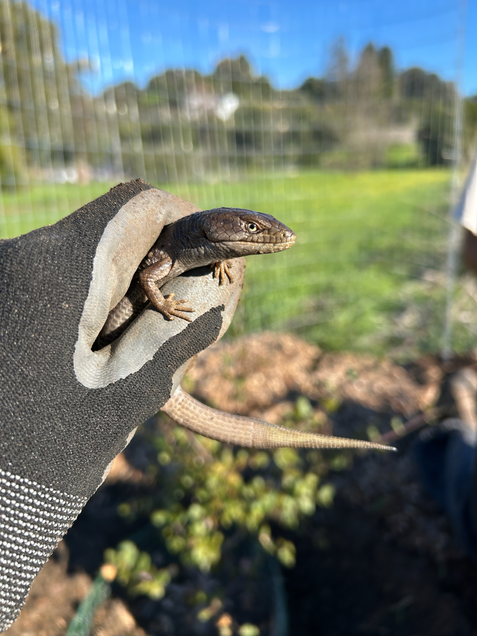 Elgaria multicarinata (Blainville, 1835)