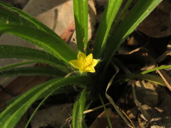Hypoxis decumbens