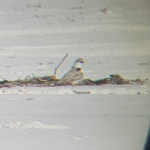 Piping Plover (Charadrius melodus), photo 5