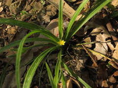 Hypoxis decumbens
