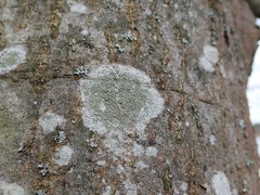 Buellia griseovirens