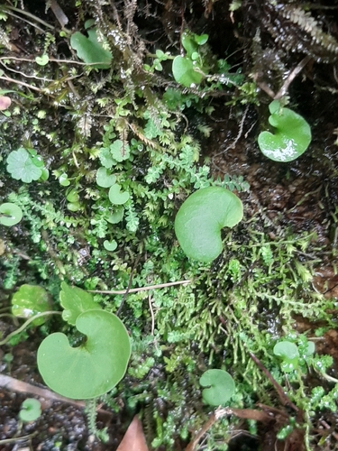 Utricularia reniformis, photograph 2