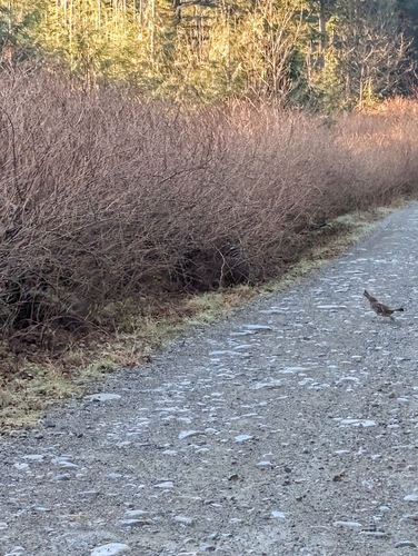 Ruffed Grouse (Bonasa umbellus), photo 3