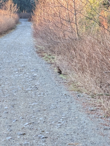 Ruffed Grouse (Bonasa umbellus), photo 4
