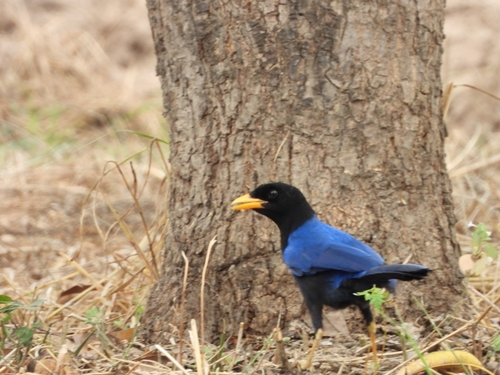 Purplish-backed Jay (Cyanocorax beecheii), photo 2