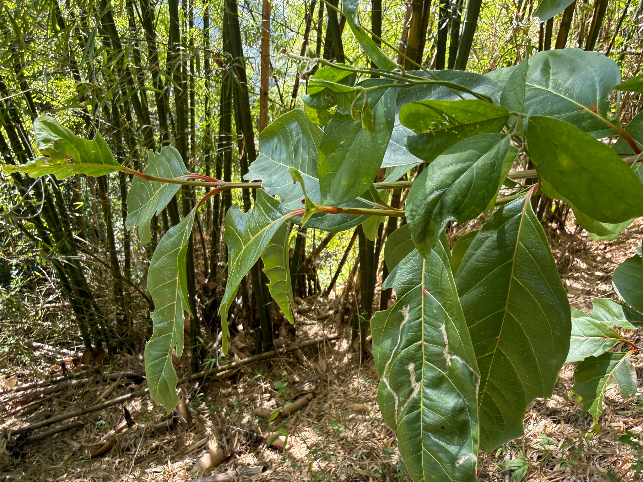 Imagem de Citharexylum mirianthum