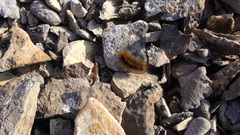 Gynaephora groenlandica