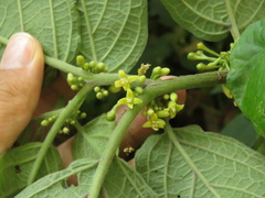 Witheringia solanacea