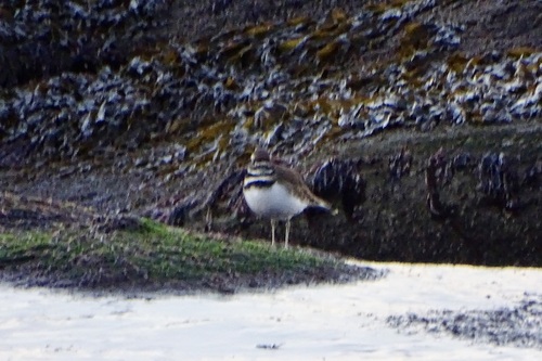 Killdeer