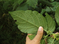 Witheringia solanacea