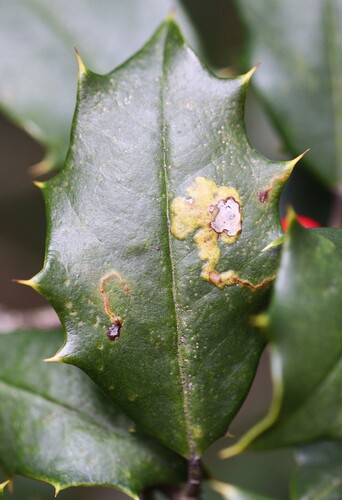 Unknown species found near Laurelwood Arboretum, 725 Pines Lake Dr W, Wayne, NJ 07470, USA