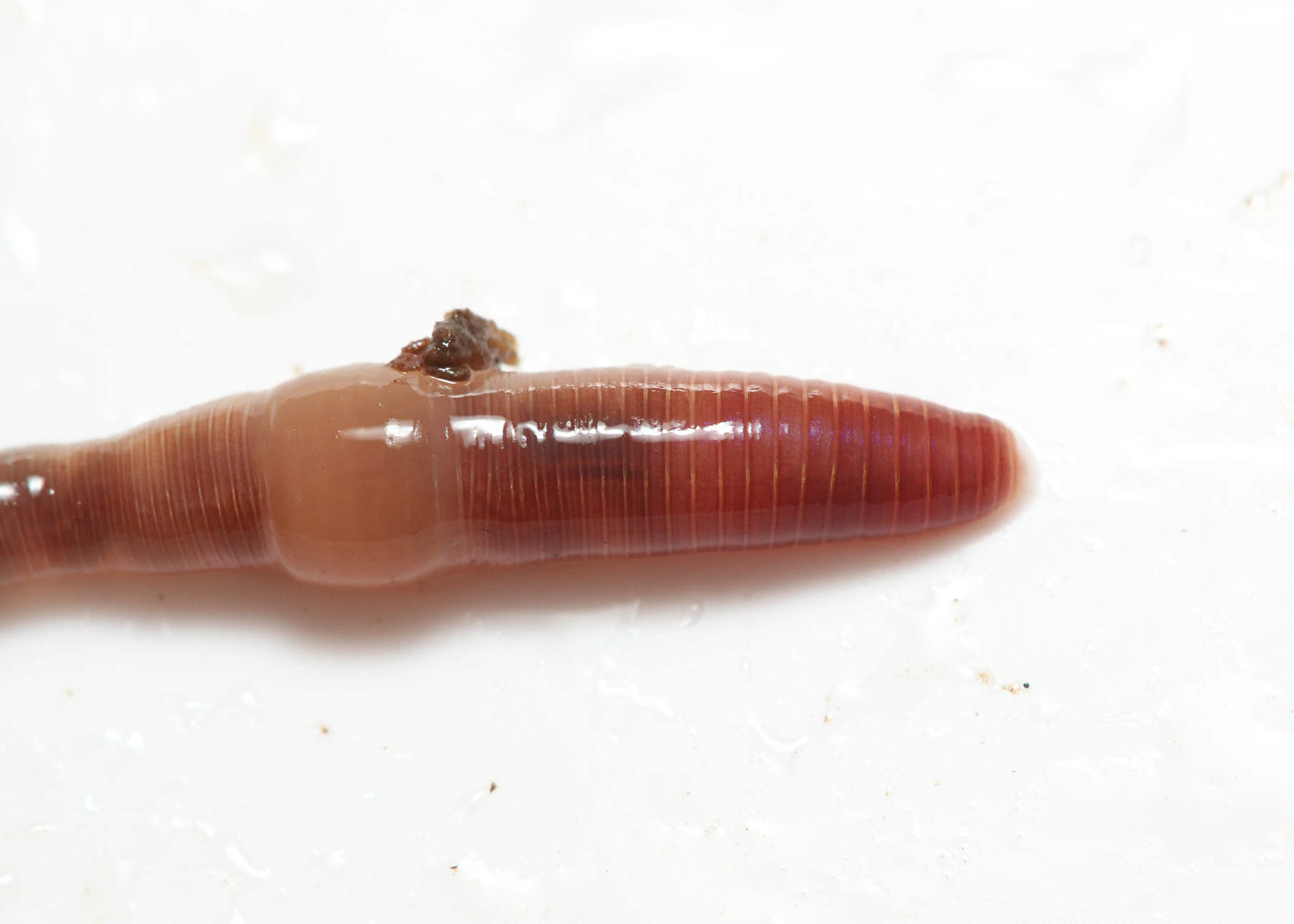 Bimastos rubidus (Savigny, 1826)