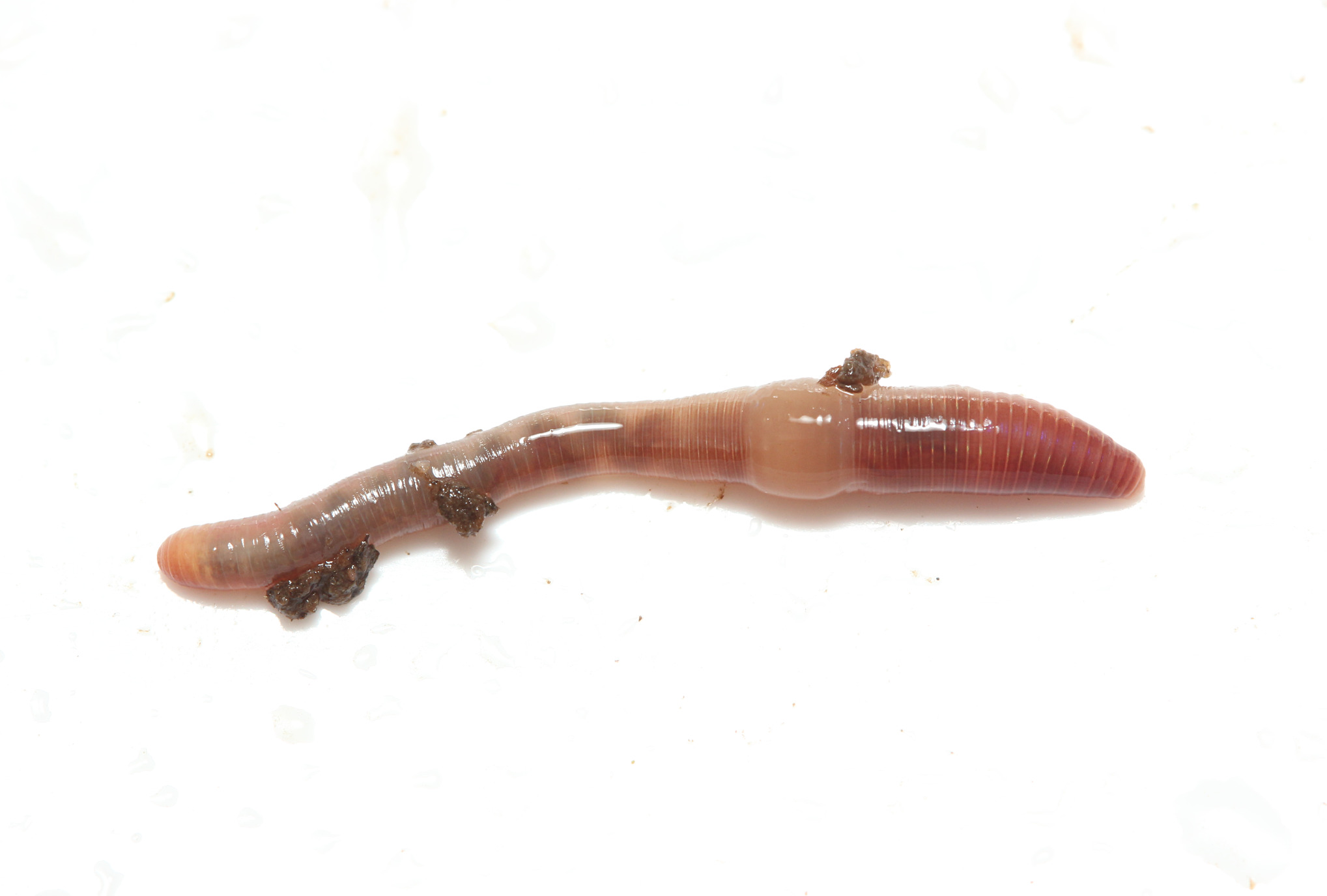 Bimastos rubidus (Savigny, 1826)