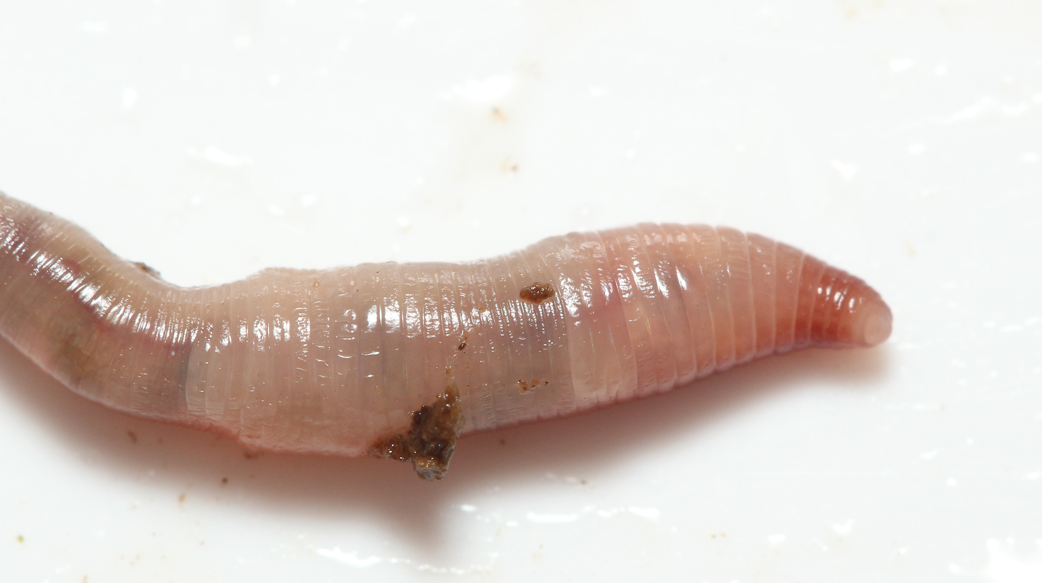 Bimastos rubidus (Savigny, 1826)