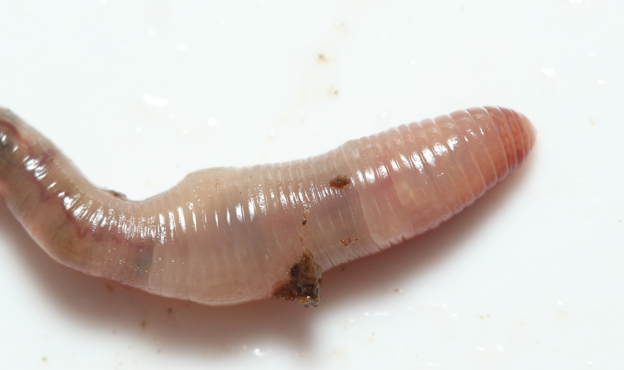 Bimastos rubidus (Savigny, 1826)
