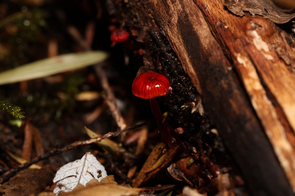 Cruentomycena viscidocruenta · January 2026 · photo: © andrianl (iNaturalist, cc-by)
