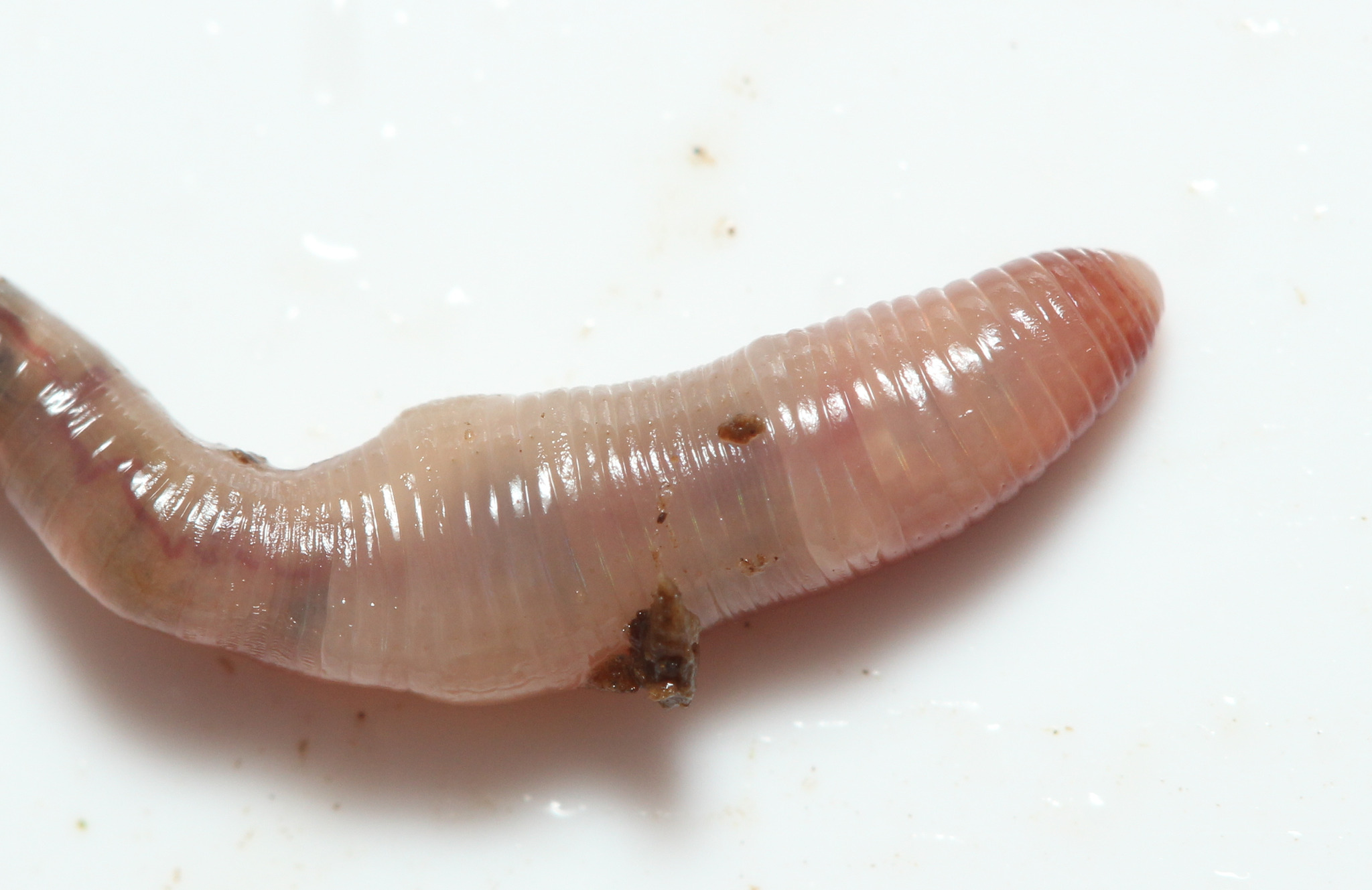 Bimastos rubidus (Savigny, 1826)
