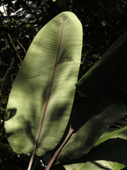 Heliconia griggsiana