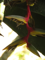 Heliconia griggsiana