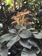 Chiranthodendron