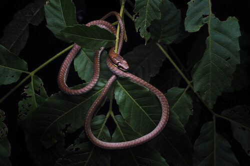 Northern Tree Snake