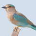 Indian Roller - Photo (c) Koshyk, some rights reserved (CC BY)