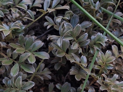 Acaena splendens (Acaena splendens)