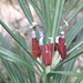 Podocarpus drouynianus - Photo (c) Leon Perrie, algunos derechos reservados (CC BY-NC), uploaded by Leon Perrie
