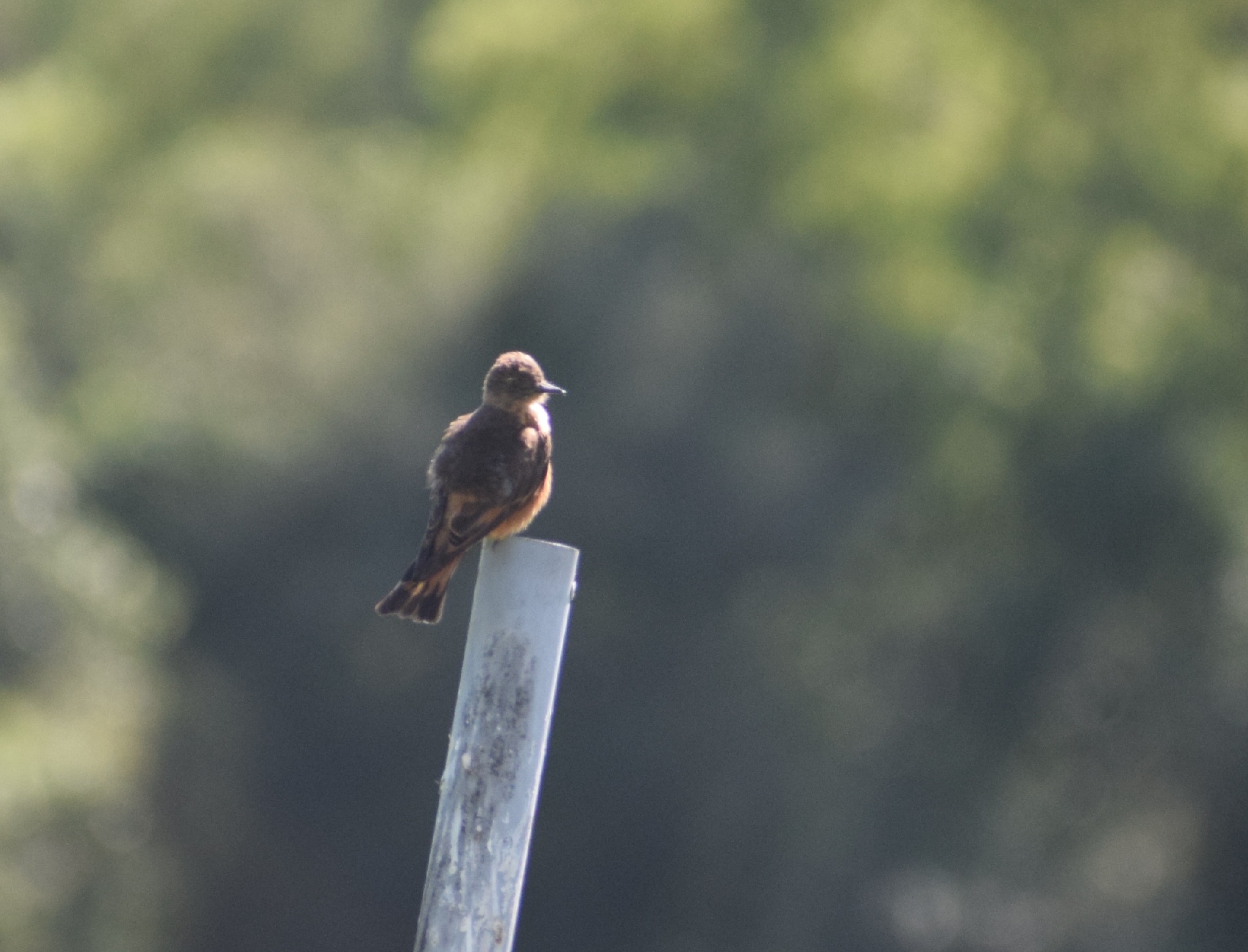 Cliff Flycatcher (Hirundinea ferruginea), photo 5