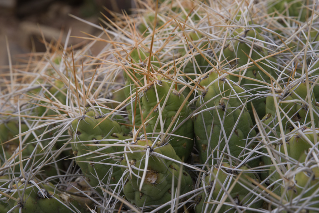 Cumulopuntia chichensis
