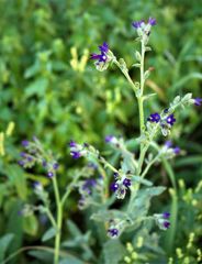 Anchusa hybrida