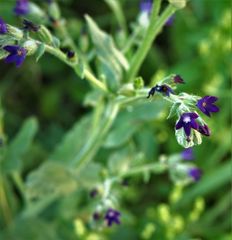 Anchusa hybrida
