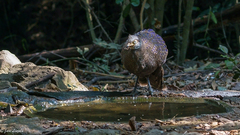 Polyplectron bicalcaratum