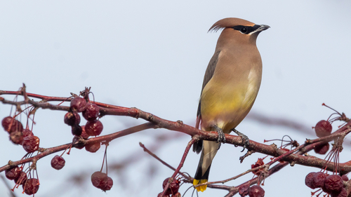 Cedar Waxwing photographed in Colorado