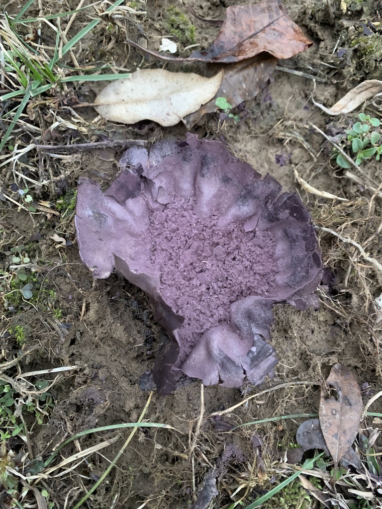 Calvatia cyathiformis · January 2026 · photo: © sbrobeson (iNaturalist, cc-by)
