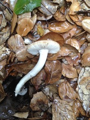 Amanita calyptratoides