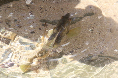 Notolabrus tetricus