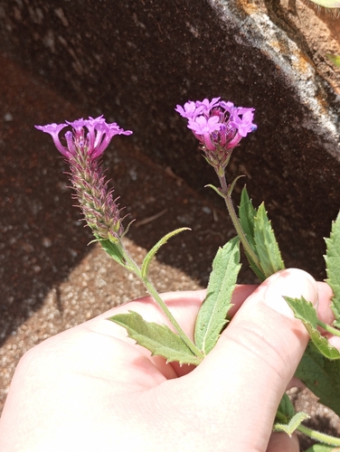 Slender vervain