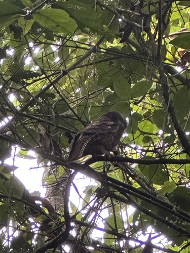 White-throated Screech Owl (Megascops albogularis), photo 10
