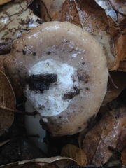 Amanita calyptratoides