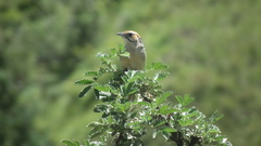 Sphenoeacus afer natalensis