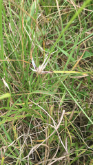 Rhynchospora nervosa