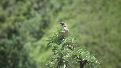 Sphenoeacus afer natalensis