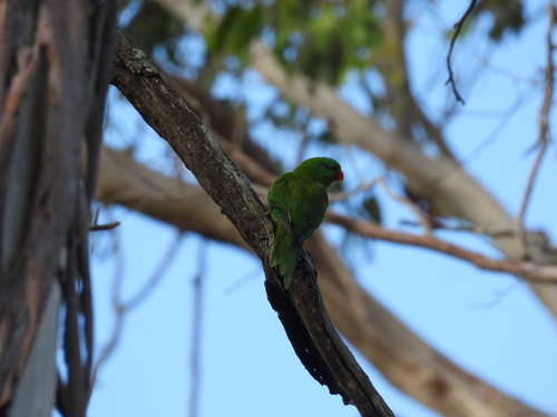 Scaly-breasted Lorikeet (Trichoglossus chlorolepidotus), photo 4