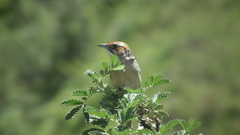 Sphenoeacus afer natalensis