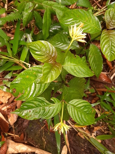 Palicourea justiciifolia (Palicourea justiciifolia)