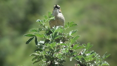 Sphenoeacus afer natalensis